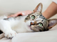 Il linguaggio del gatto: un corso gratuito promosso dall'Ordine dei Medici Veterinari della Provincia di Cuneo