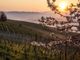 Primavera nei vigneti delle Langhe (foto Consorzio Turistico Langhe Monferrato Roero) Primavera nei vigneti delle Langhe (foto Consorzio Turistico Langhe Monferrato Roero)