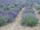 Estate al profumo di lavanda a Sale San Giovanni. Quando? Nei weekend dal 21 giugno al 6 luglio Estate al profumo di lavanda a Sale San Giovanni. Quando? Nei weekend dal 21 giugno al 6 luglio