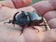 Uno scarabeo rinoceronte