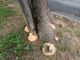Verde urbano: a Bra intervento su un albero a rischio caduta