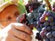Vendemmia 2025 in Piemonte: produzione in crescita (+ 5%) e uve di qualità ottima