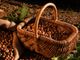 La nocciola piemontese IGP delle Langhe - fotografia dell'Ente Fiera della Nocciola