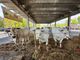 Rassegna Bovina, la sottorazza albese torna protagonista in piazza Prunotto: "Una fiera di biodiversità, cultura e filiera sostenibile" Rassegna Bovina, la sottorazza albese torna protagonista in piazza Prunotto: "Una fiera di biodiversità, cultura e filiera sostenibile"
