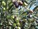 Confagricoltura propone a Treiso una due giorni di formazione sulla coltivazione dell’ulivo