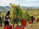 La Regione ha stanziato, nei giorni scorsi,  73 mila euro per sostenere interventi di sistemazione temporanea dei lavoratori agricoli stagionali