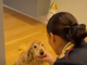 Polizia di Stato: nuovo spot contro l'abbandono degli animali durante il periodo estivo [VIDEO]