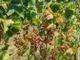 L’Associazione Comuni del Moscato d’Asti lancia un appello per anticipare la vendemmia