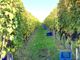 La vendemmia nei poderi dell'azienda agricola Azelia, a Castiglione Falletto