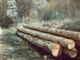 Il 28 novembre a Priero si svela il progetto per la gestione sostenibile dell’ecosistema forestale