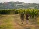 Turisti a spasso tra i vigneti (foto MIkael Masoero, Archivio Ente Turismo Lmr) Turisti a spasso tra i vigneti (foto MIkael Masoero, Archivio Ente Turismo Lmr)