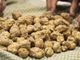 Un 2021 da record per il tartufo in Italia Un 2021 da record per il tartufo in Italia