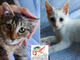 Blanco e Bia sono due fratellini inseparabili, cuccioli di circa due mesi Blanco e Bia sono due fratellini inseparabili, cuccioli di circa due mesi