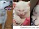 L'Anpa oggi vi presenta tre cani e due gatti L'Anpa oggi vi presenta tre cani e due gatti