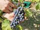 Tematica braccianti: si lavora in modo costante per rendere il lavoro in vendemmia sempre più tutelato e legale