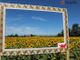 Farigliano si tinge di giallo, in arrivo il "labirinto di girasoli"