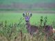 Un capriolo immortalato nella pianura cuneese dal fotoamatore Enrico Ruggeri Un capriolo immortalato nella pianura cuneese dal fotoamatore Enrico Ruggeri