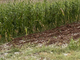 Uno dei campi di mais devastati dalla grandine in zona Terrapini Uno dei campi di mais devastati dalla grandine in zona Terrapini