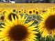Boom di visite al Labirinto di Girasoli a Farigliano: ora tocca alla fioritura nei campi