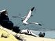 Senigallia omaggia Hugo Pratt: il Molo di Levante ospita un’installazione dedicata a Corto Maltese Senigallia omaggia Hugo Pratt: il Molo di Levante ospita un’installazione dedicata a Corto Maltese