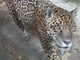 Regina il giaguaro da record del Parco Safari delle Langhe è tornata in piena forma, ecco il video [VIDEO]