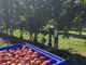 Un’estate favorevole per l’ortofrutta delle cooperative agricole piemontesi