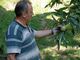 Marco Bellone, castanicoltore e vicepresidente provinciale di Cia Agricoltori italiani di Cuneo, nel castagneto Marco Bellone, castanicoltore e vicepresidente provinciale di Cia Agricoltori italiani di Cuneo, nel castagneto