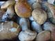 Autunno tempo di funghi: ecco a cosa servono e come raccoglierli