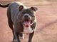 Un esemplare di Pit Bull (foto di thewrightmoment2016 da Pixabay)