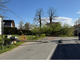 Forte vento a Savigliano: albero di 20 metri cade in Strada Sanità Forte vento a Savigliano: albero di 20 metri cade in Strada Sanità