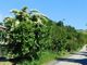 Italia Nostra organizza una conferenza dedicata agli alberi