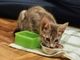 Patty, tenerissima gattina, cerca urgentemente casa Patty, tenerissima gattina, cerca urgentemente casa