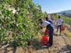 Gli studenti delle quinte e seste al lavoro nei vigneti dello storico istituto albese (Facebook)