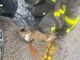 Cuneo, salvato gatto incastrato nel vano motore di un'auto. Cercasi il proprietario