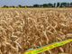 Grano, Coldiretti Cuneo: "Stop importazioni selvagge e speculazioni" Grano, Coldiretti Cuneo: "Stop importazioni selvagge e speculazioni"