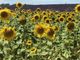 Farigliano diventerà il paese dei girasoli: il progetto coinvolgerà l'intera popolazione
