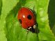 Adalia bipunctata, speciale varietà del coleottero antagonista naturale dei parassiti delle piante (Foto da Wikipedia)