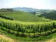 Ha un'estensione di quasi quattro ettari lo storico vigneto ora rilevato dalla Fondazione Crc
