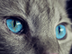 Due gatti salvati dai vigili del fuoco ad Alba e Cuneo nella notte. Immagine di repertorio - pixabay