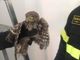 Alba, gufo finisce intrappolato in una tubazione. Vigili del Fuoco riescono a raggiungerlo e liberarlo