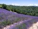 La lavanda a Sale San Giovanni, dove da questo fine settimana si attendono centinaia di turisti