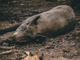 Un cinghiale abbattuto