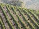 Langhe Nebbiolo e Barbera d’Alba, il Consorzio approva la riduzione delle rese per il 2025 Langhe Nebbiolo e Barbera d’Alba, il Consorzio approva la riduzione delle rese per il 2025