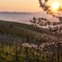 Primavera nei vigneti delle Langhe (foto Consorzio Turistico Langhe Monferrato Roero)