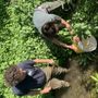 L’immissione della savetta in una delle risorgive del torrente Meletta