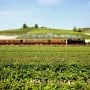 Treni storici, in autunno la linea Milano-Alba per la stagione del tartufo Treni storici, in autunno la linea Milano-Alba per la stagione del tartufo