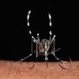 Cuneo, sospetto caso di chikungunya: scatta l'ordinanza, disinfestazioni a Borgo San Giuseppe e corso De Gasperi Cuneo, sospetto caso di chikungunya: scatta l'ordinanza, disinfestazioni a Borgo San Giuseppe e corso De Gasperi
