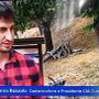 Castanicoltura, Bozzolo (Cia Cuneo) al Tg1: "L’Italia importa oltre metà del fabbisogno, occorre recuperare i castagneti abbandonati"