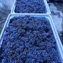 Vino: ok da consiglio Uiv a misure per contenimento produttivo in vista della vendemmia Vino: ok da consiglio Uiv a misure per contenimento produttivo in vista della vendemmia