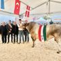 Gin Tonic il campione assoluto della 45esima Mostra Nazionale della Razza Bovina Piemontese di Fossano Gin Tonic il campione assoluto della 45esima Mostra Nazionale della Razza Bovina Piemontese di Fossano